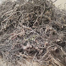Butcher’s Broom Root (Ruscus Aculeatus)